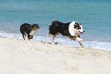 BERGER AUSTRALIEN - ADULT & PUPPY 006